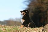 BERGER AUSTRALIEN PUPPIES 684
